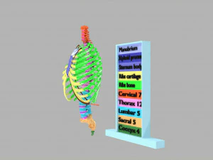 Ribs and vertebrae color coded animated 3D Model