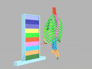 Ribs and vertebrae color coded animated 3D Model