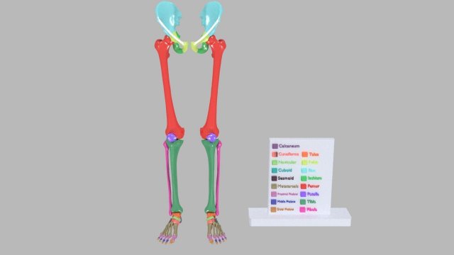 Lower Limbs with girdle color coded 3D 模型 .c4d .max .obj .3ds .fbx .stl .blend 