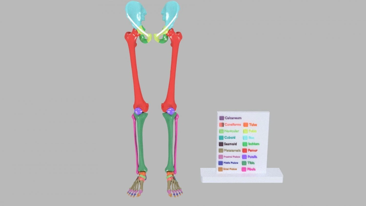 Lower Limbs with girdle color coded 3D Model .c4d .max .obj .3ds .fbx .stl .blend