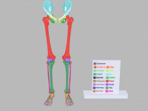 Lower Limbs with girdle color coded 3D Model