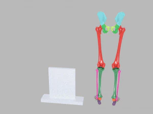 Lower Limbs with girdle color coded 3D Model