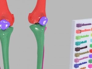 Lower Limbs with girdle color coded 3D 模型