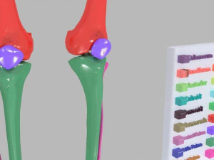 Lower Limbs with girdle color coded 3D Model