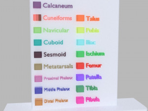 Lower Limbs with girdle color coded 3D 模型