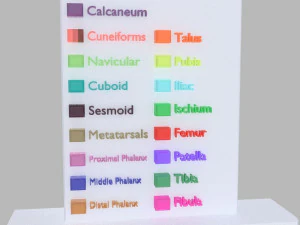Lower Limbs with girdle color coded 3D Model