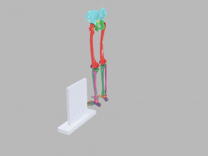 Lower Limbs with girdle color coded 3D 模型
