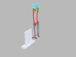 Lower Limbs with girdle color coded 3D Model
