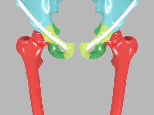 Lower Limbs with girdle color coded 3D 模型