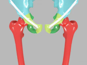 Lower Limbs with girdle color coded 3D Model