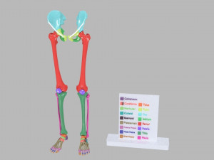 Lower Limbs with girdle color coded 3D 模型