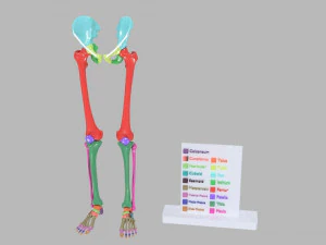 Lower Limbs with girdle color coded 3D Model