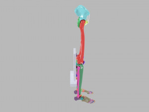 Lower Limbs with girdle color coded 3D 模型