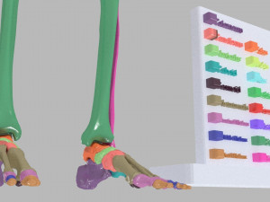 Lower Limbs with girdle color coded 3D 模型