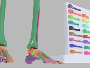 Lower Limbs with girdle color coded 3D Model
