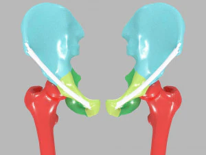 Lower Limbs with girdle color coded 3D Model