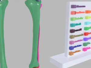 Lower Limbs with girdle color coded 3D Model
