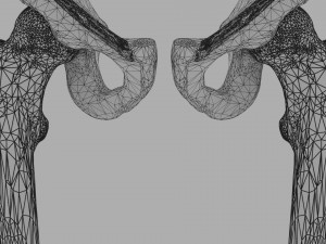 Lower Limbs with girdle color coded 3D 模型