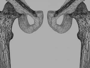 Lower Limbs with girdle color coded 3D Model