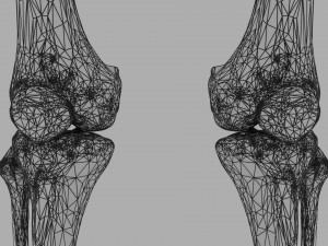 Lower Limbs with girdle color coded 3D 模型