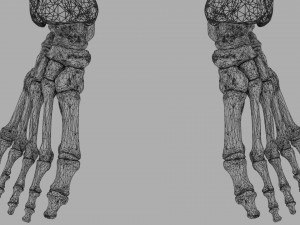 Lower Limbs with girdle color coded 3D 模型