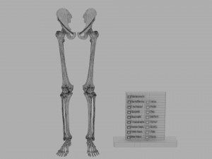 Lower Limbs with girdle color coded 3D 模型