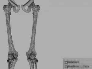 Lower Limbs with girdle color coded 3D Model