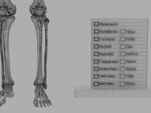 Lower Limbs with girdle color coded 3D 模型