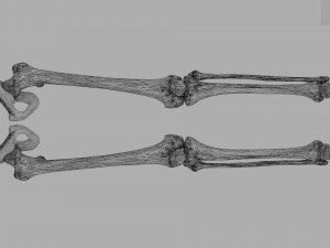 Lower Limbs with girdle color coded 3D 模型