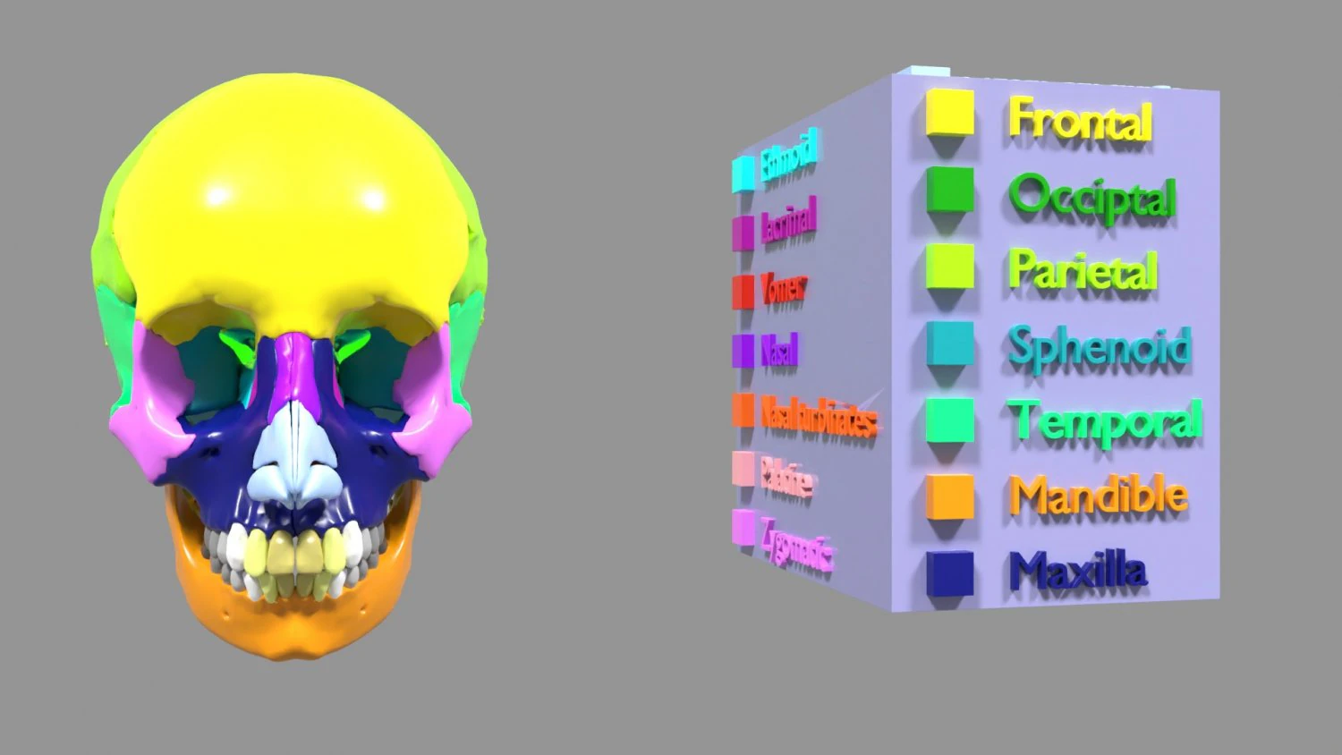 Skull bones colored separable labelled 3D Model .c4d .max .obj .3ds .fbx .stl .blend 