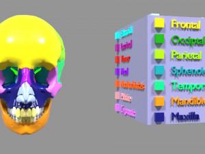Skull bones colored separable labelled 3D Model