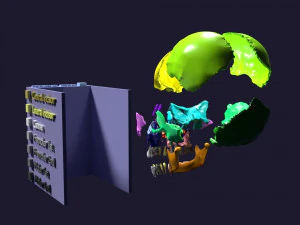 Skull bones colored separable labelled 3D Model