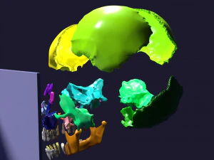Skull bones colored separable labelled 3D Model