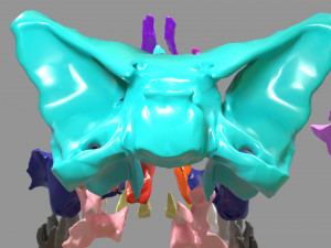 Skull bones colored separable labelled Modelo 3D
