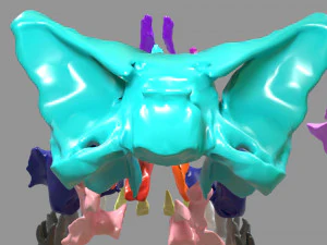 Skull bones colored separable labelled 3D Model