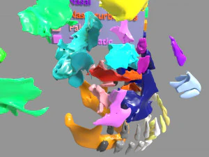 Skull bones colored separable labelled 3D Model