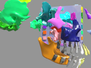 Skull bones colored separable labelled 3D Model