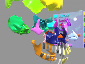 Skull bones colored separable labelled Modelo 3D