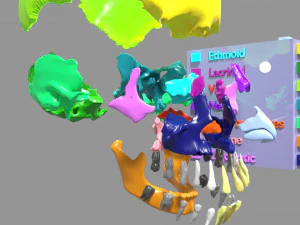 Skull bones colored separable labelled 3D Model