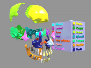 Skull bones colored separable labelled Modelo 3D