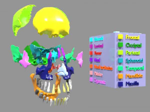 Skull bones colored separable labelled 3D Model