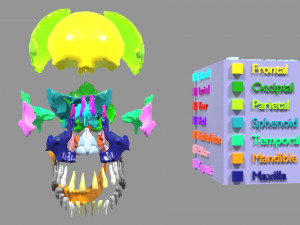 Skull bones colored separable labelled Modelo 3D