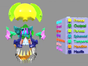 Skull bones colored separable labelled 3D Model