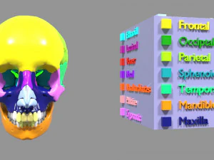 Skull bones colored separable labelled 3D Model
