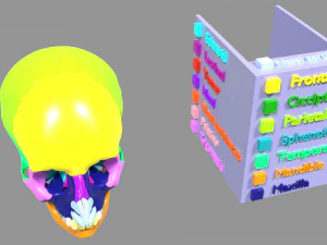 Skull bones colored separable labelled 3D Model