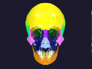 Skull bones colored separable labelled Modelo 3D