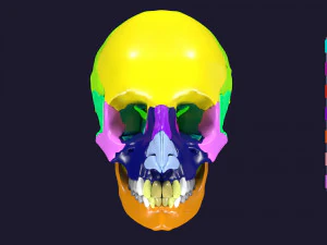 Skull bones colored separable labelled 3D Model