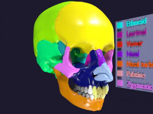 Skull bones colored separable labelled 3D Model