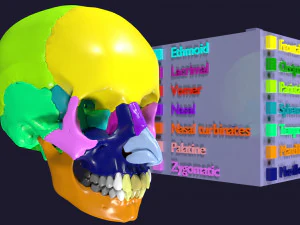 Skull bones colored separable labelled 3D Model
