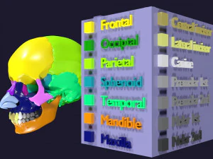 Skull bones colored separable labelled 3D Model